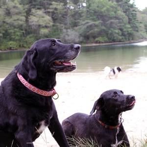 Meet your Posher, Bobbie